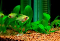 金波子多久繁殖一次