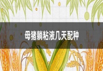 母猪躺粘液几天配种