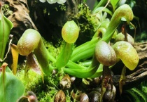 会吃虫子的植物有哪些？