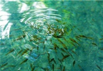 如何提高斗鱼苗成活率