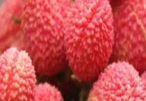 广东荔枝几月份成熟 一般在5 8月成熟