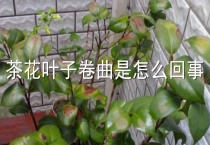 茶花叶子卷曲是怎么回事