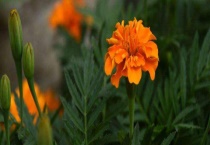 孔雀草要摘心吗？