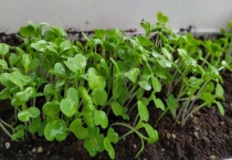 小白菜出苗后又死了怎么回事