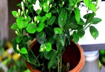 茉莉盆栽的养护方法 能否放在卧室