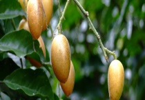 黄皮盛产的季节 关于黄皮的介绍