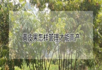 黄皮果怎样管理才能高产