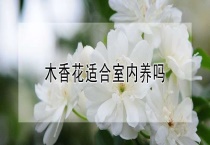 木香花适合室内养吗？