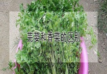 芫荽和香菜的区别？
