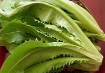 油麦菜是不是感光食物 附感光原理