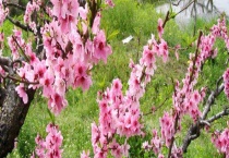 桃花的花期在农历几月 桃花泡水喝有什么作用