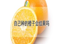 自己种的橙子会结果吗？