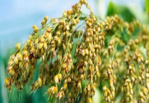 高粱一亩地能产多少斤