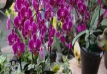 蝴蝶兰烂根怎么办 附原因和预防多久？