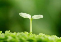 黄皮种子如何发芽