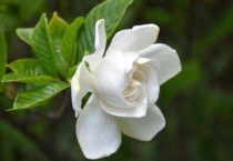 桅子叶发黄 花苞发黄是什么原因？