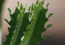 三棱的龙骨开花吗？