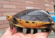 养黄缘龟犯法吗？