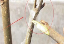 嫁接 附影响因素和嫁接意义