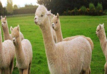 羊驼多少钱一只 附影响羊驼价格的因素