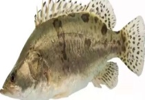 鳜鱼的生活习性 附食性和繁殖习性