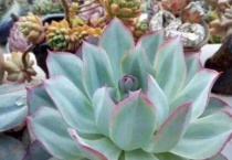 多肉三仙子是哪三样