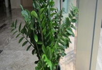 金钱树烂根怎么办 金钱树的生长习性及烂根的原因？