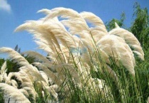 芭茅和芦苇的区别？