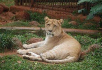 狮虎兽能打过老虎吗？