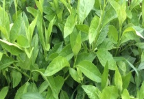 明月草与罗布麻有什么不同 有什么繁殖多久？