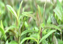 铁皮石斛可不可以生吃 铁皮石斛的吃法有哪些？