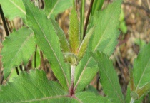 沙参有哪些品种 附每个品种的科属和产地