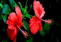 扶桑花和木菊有什么不同 从科属、分布区域、作用上来区分