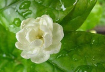 茉莉花开多久？