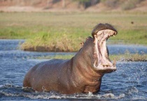 河马是在水里游的吗？