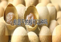 桂圆干的核可以种吗？