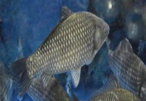 开春钓鲫鱼是钓远还是近？钓深还是钓浅