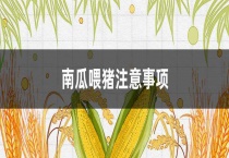 南瓜喂猪注意事项