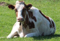 怀孕母牛怎样喂养