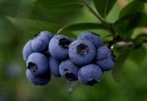 蓝莓掉色正常吗？