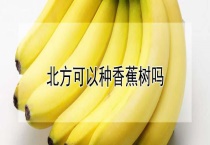北方可以种香蕉树吗？