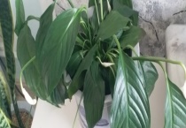 一帆风顺叶子下垂怎么办？叶子发黄怎么办？