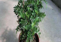 清香木开花吗？