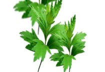 艾叶和艾草的区别？ 艾叶的功效和作用