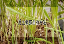 用土栽蒜苗的多久？