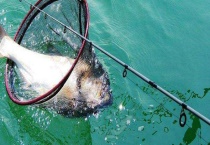 春季钓鳙鱼技巧大全 怎样看漂提竿