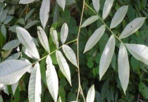 金钱柳和青钱柳的区别？