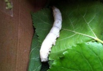 蚕脱皮用多长时间？