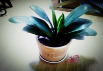 君子兰没根了还能活吗？