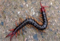 蜈蚣最怕什么如何消灭